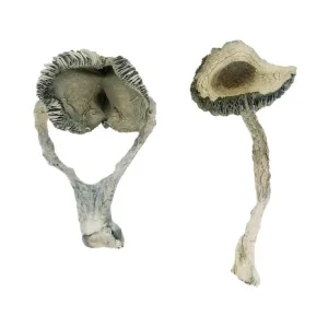 APEX Magic Mushrooms
