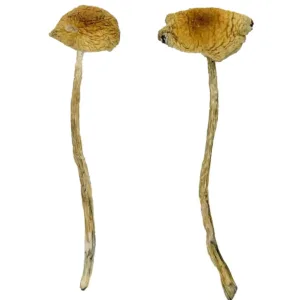 Nepal Chitwan Magic Mushrooms