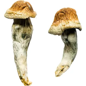 Penis Envy XL Magic Mushrooms