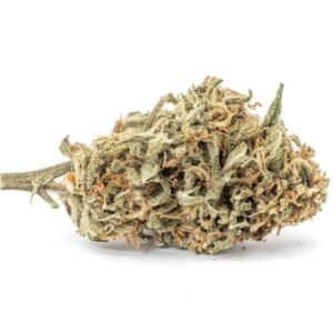 C99 strain